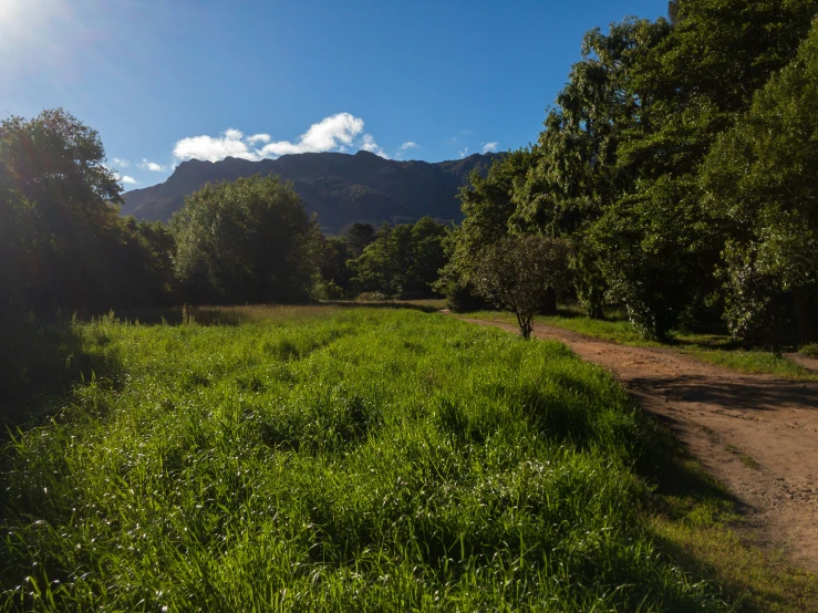 a dirt path with a tree lined field in the foreground