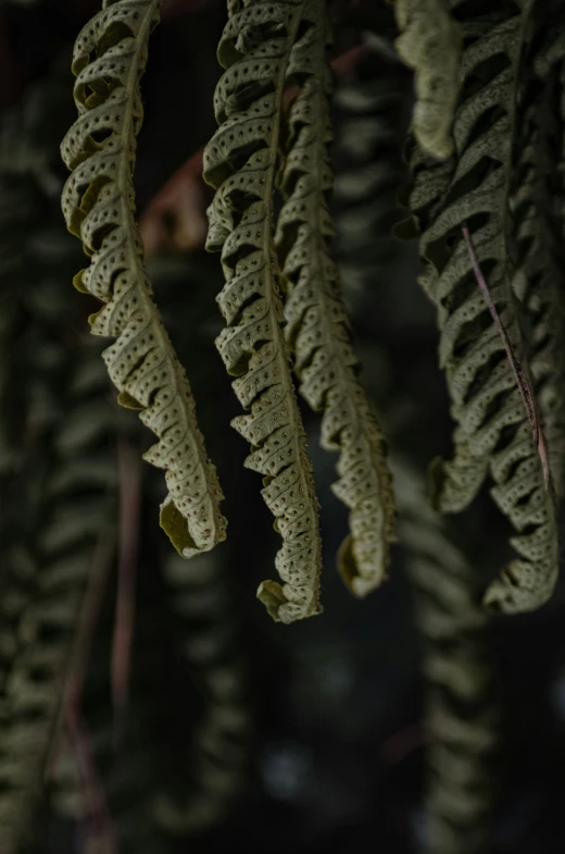 a close up image of leaves hanging from nches