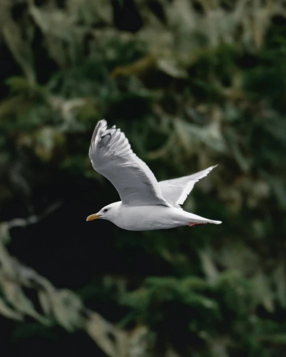 a white bird flying through a forest filled with green foliage