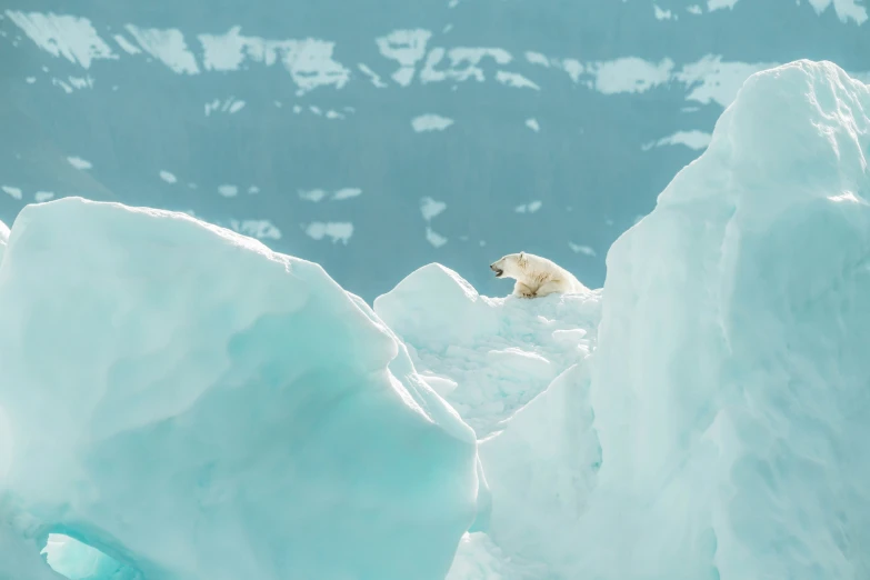 polar bear sitting on an iceberg with the snow in the background