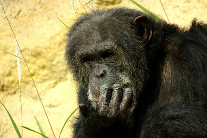 a close up s of a chimpanzee looking sleepy