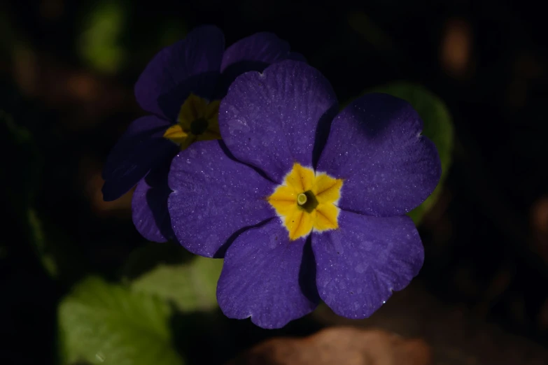 an image of a small purple flower with yellow centre