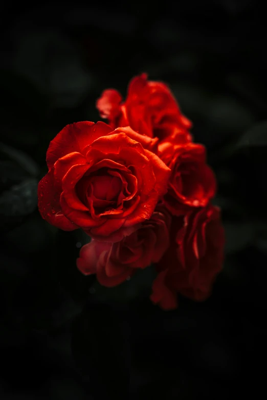 a couple of red flowers that are on some plants