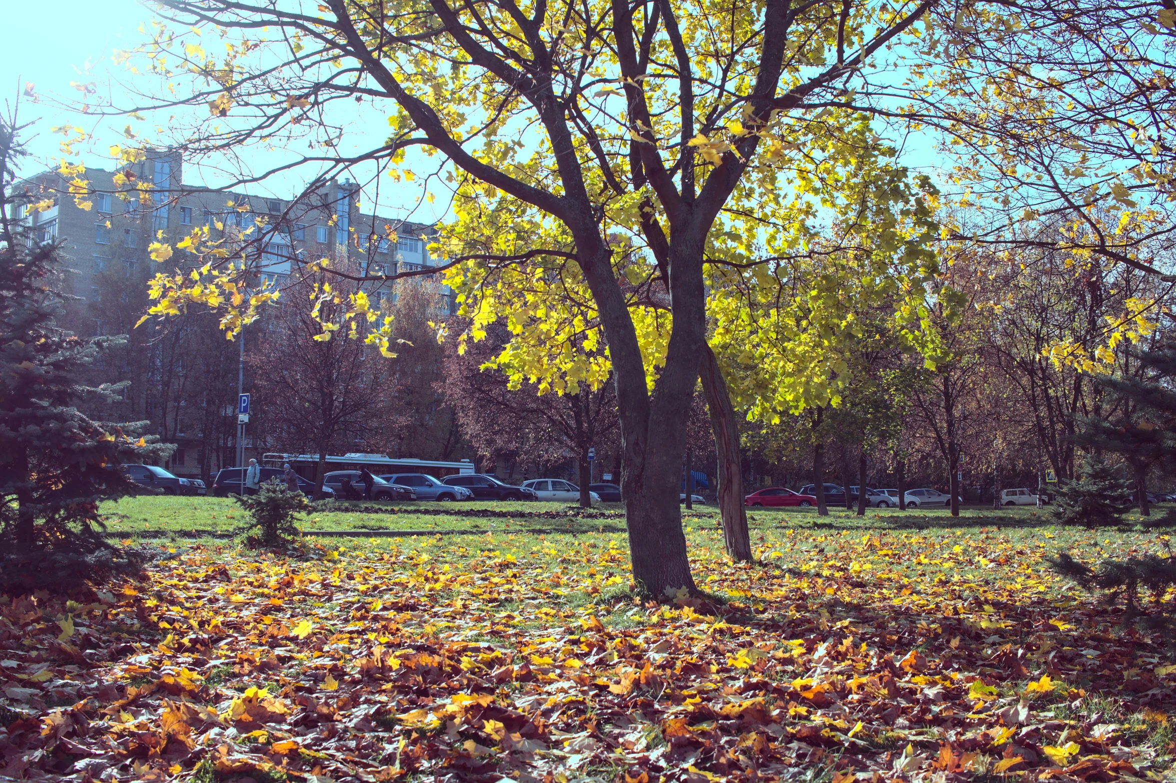 a bench is near some trees with leaves on them