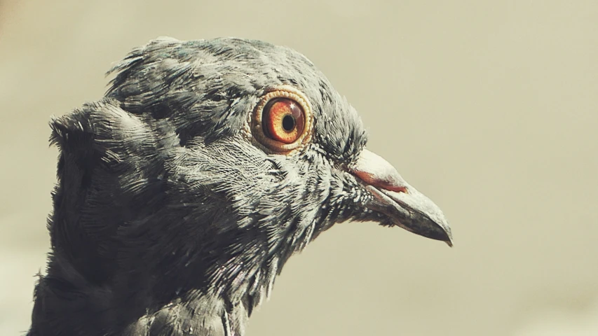 a close up of a bird with an intense look