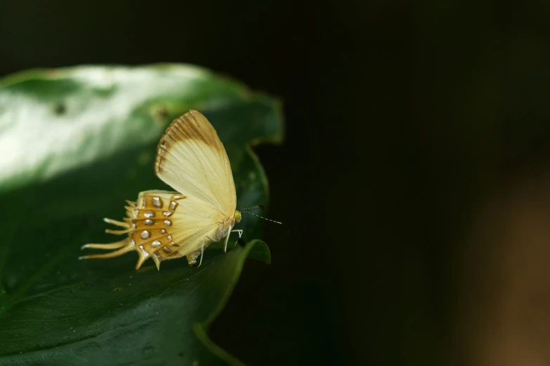 two small moths that are on top of a green leaf