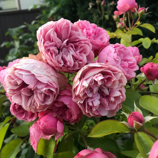 several pink flowers with green leaves on the ground