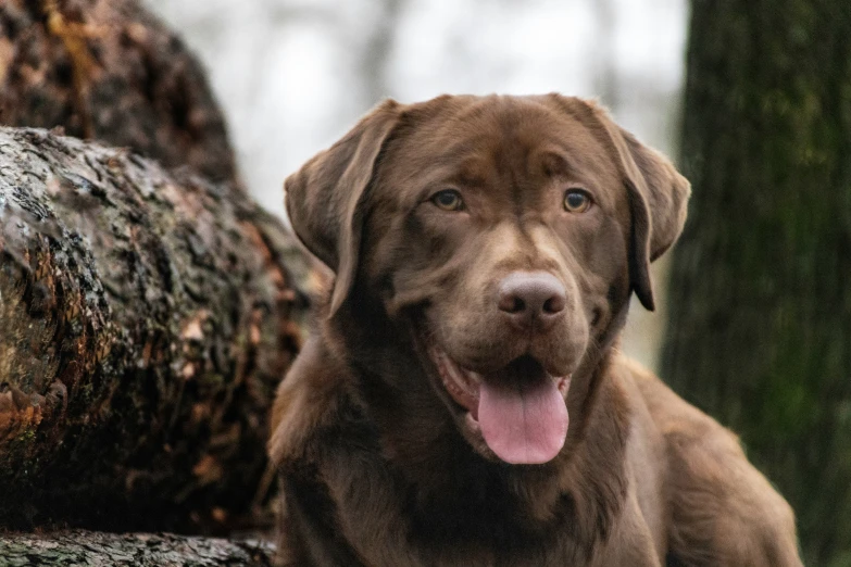 a dog is sitting next to a tree