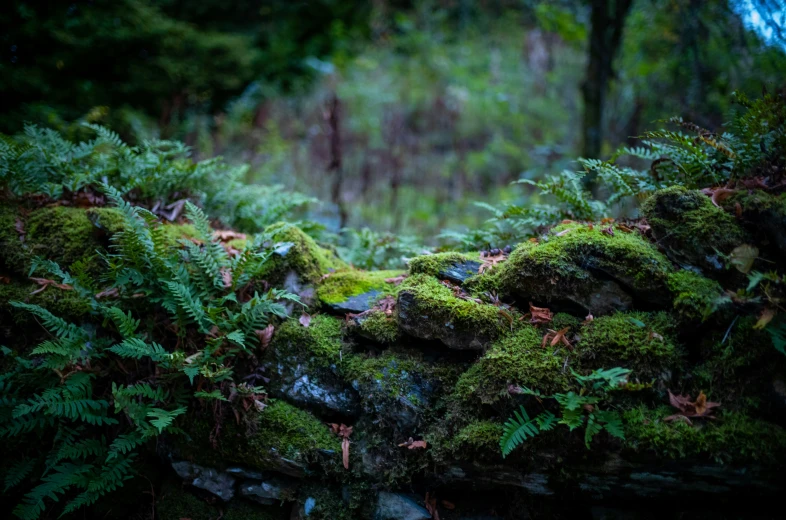 moss covered rocks and ferns are in the forest