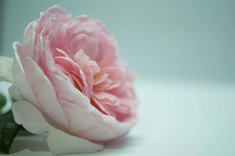 a single pink flower sitting on a table