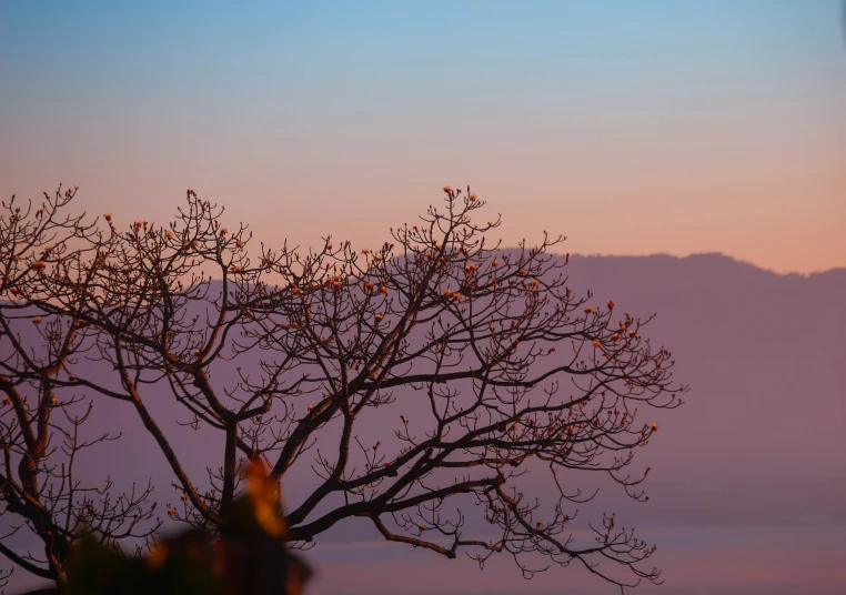 a tree with no leaves is silhouetted against the dusk sky