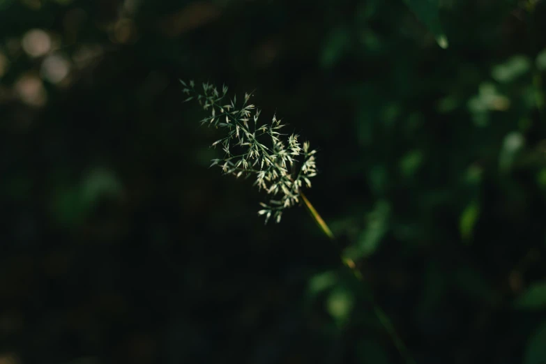 a small green flower sits on top of some green leaves