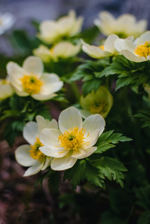 a bunch of flowers that are sitting together