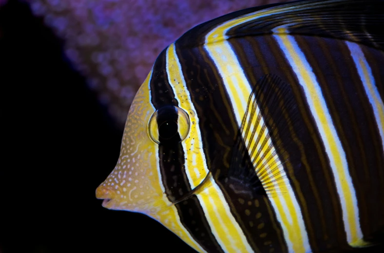 closeup view of a fish in water with colors