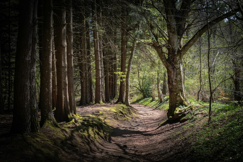 the sun shines through the trees into the forest