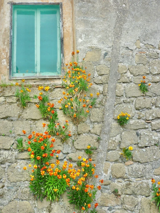 an orange flowered plant is growing on the outside of a building