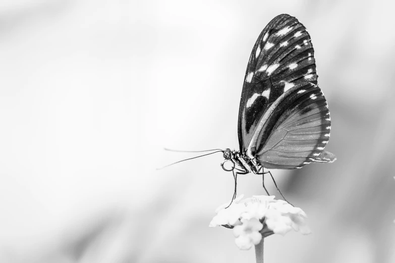 a erfly with black and white wings is perched on a flower