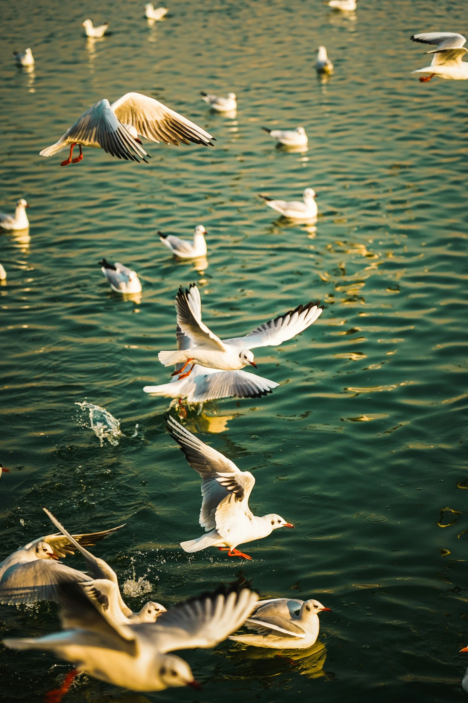 seagulls flying and feeding on a large body of water