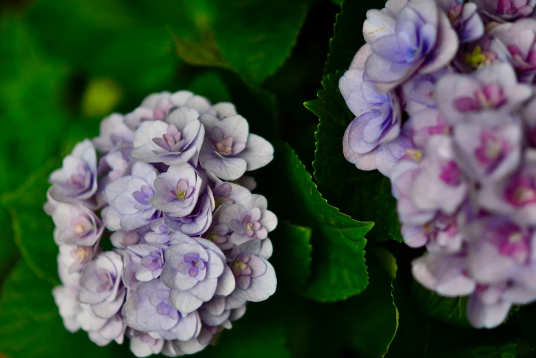 a large group of purple flowers that are on a bush