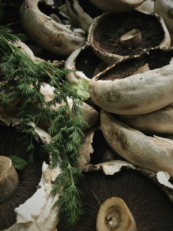 mushrooms, mushrooms and other vegetables are on a pile