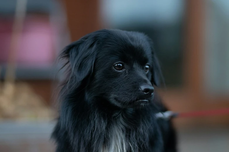 a black dog with white markings sits on the floor