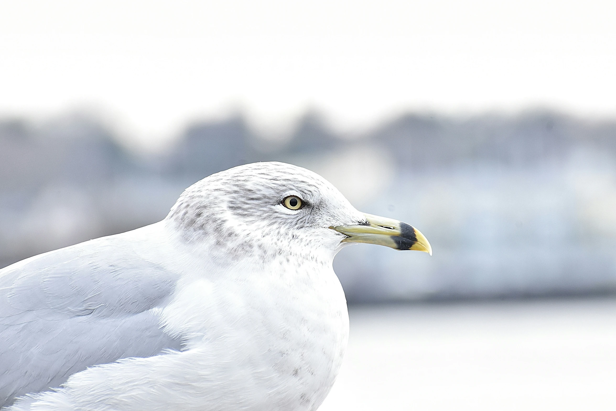 a bird sitting on the ground near water