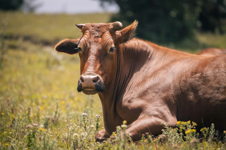 a cow that is laying down in some grass