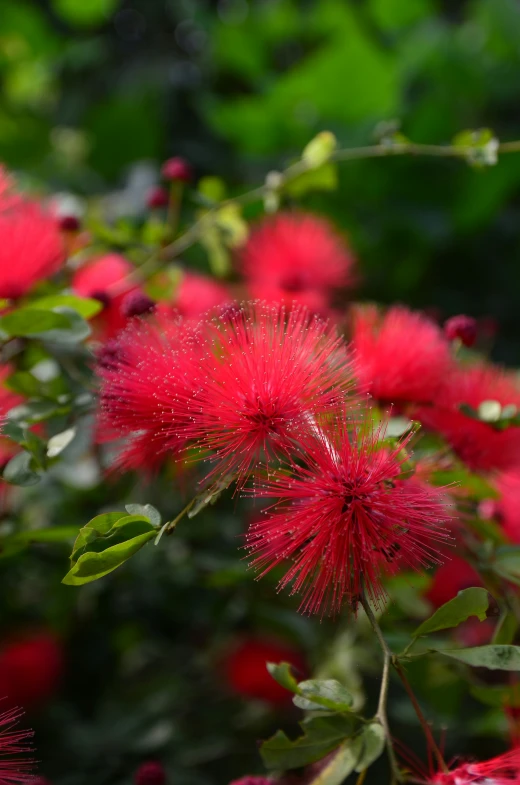 a close up of flowers growing on a bush