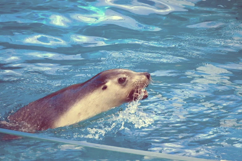 a seal in a pool that is playing with a ball