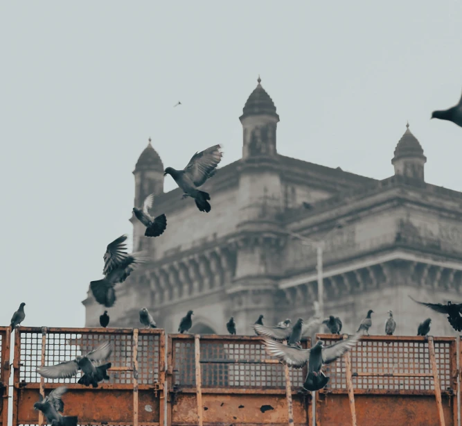 many birds flying above a building next to a fence