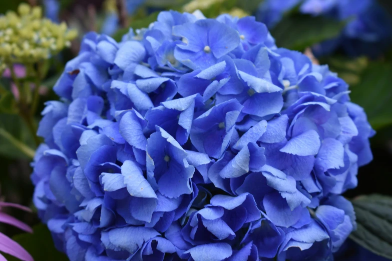 a bunch of blue flowers that are in a field