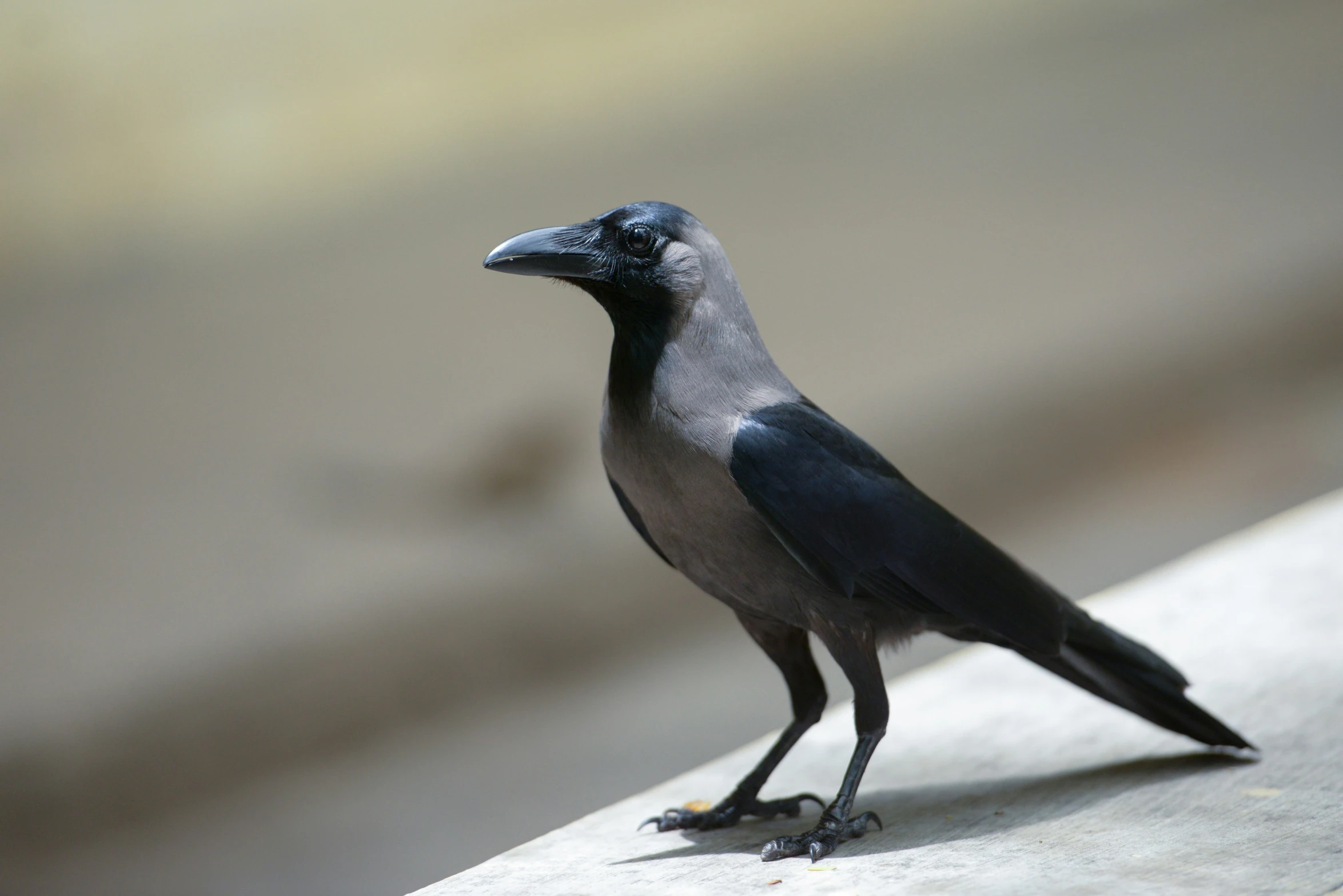 the bird is perched on top of a bench