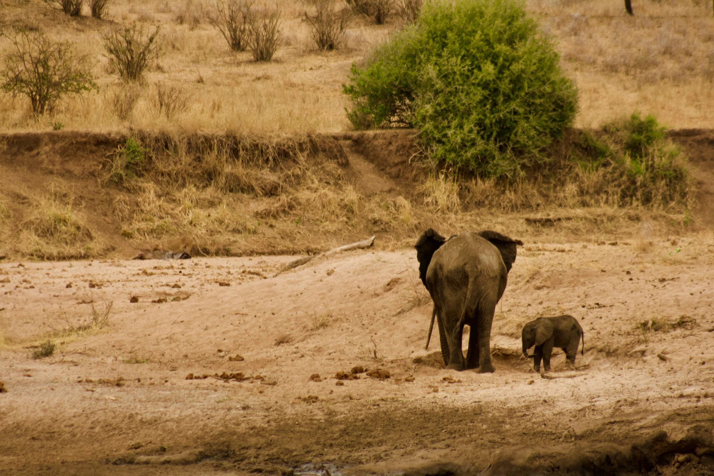 a large elephant and a small elephant in the wild