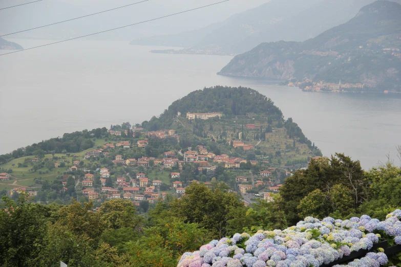 many flowers on the hillside overlooking a city