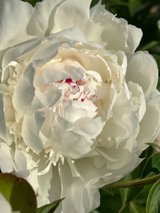 a white flower on a bush in the sunlight