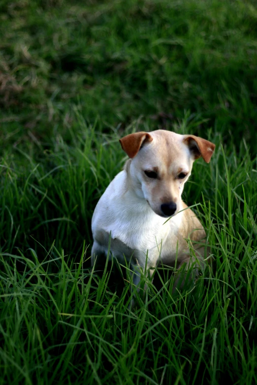 a small tan and white dog is sitting in the tall grass