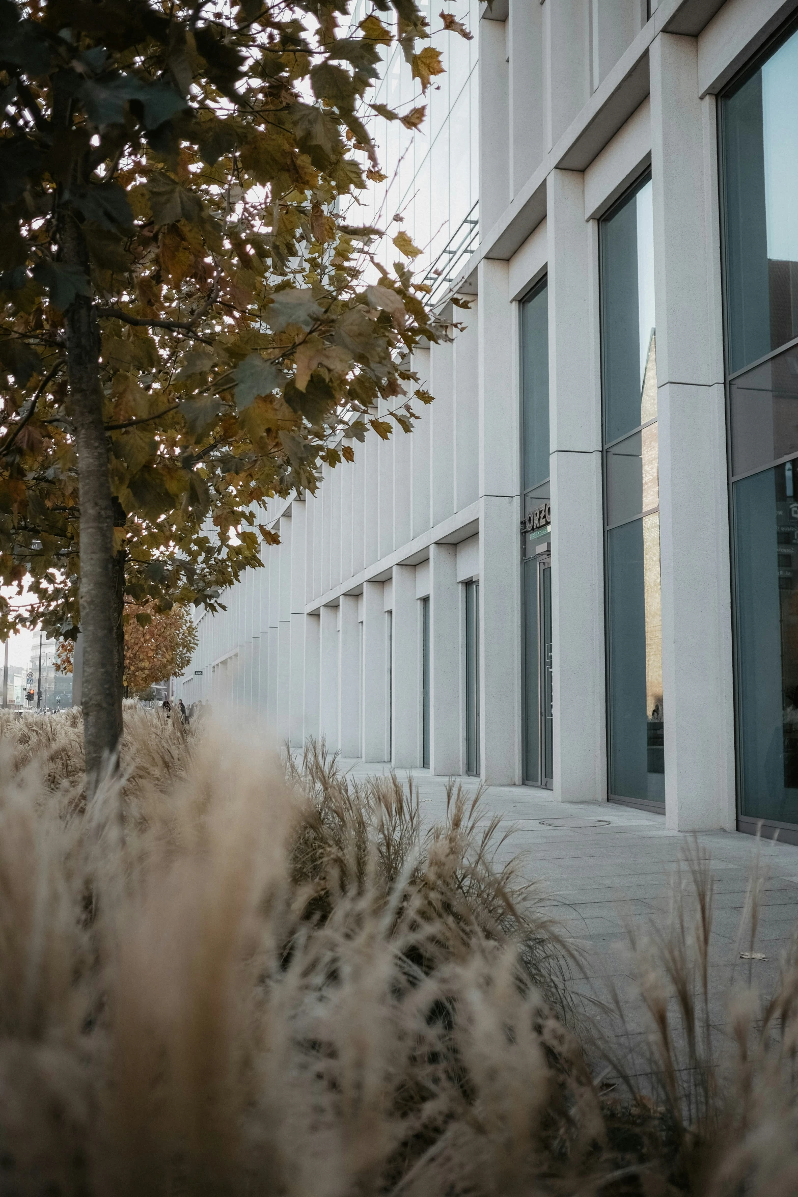 a tree is in front of some buildings