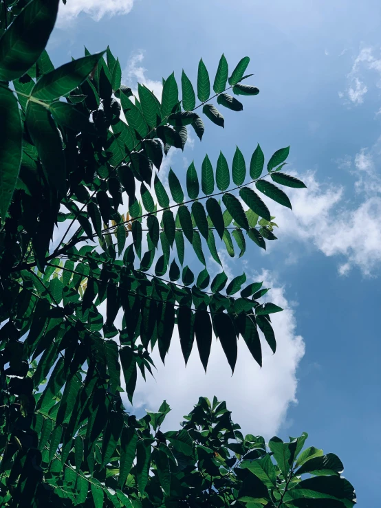 a picture of leaves and sky in the background