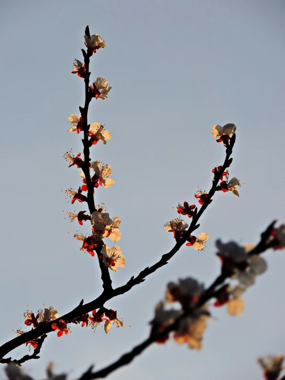 a tree with small flowers in front of a blue sky