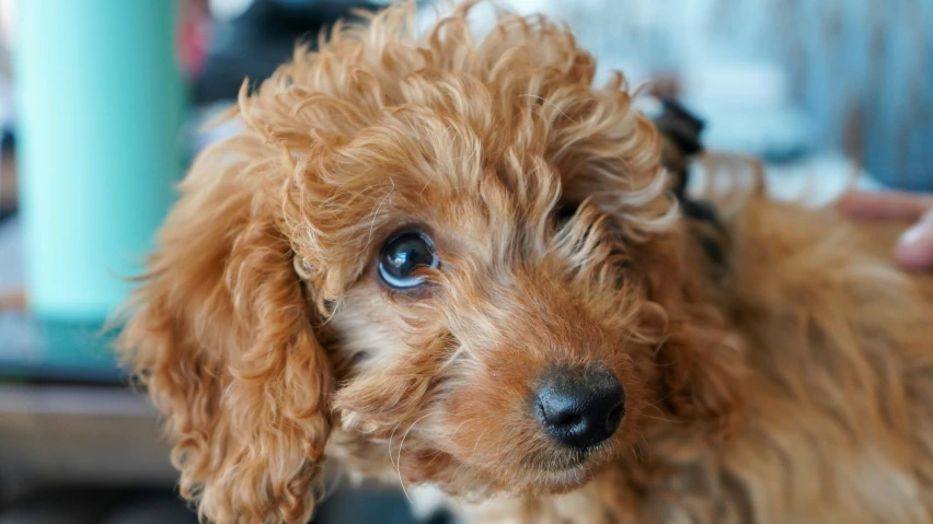 small brown dog staring intently at the camera