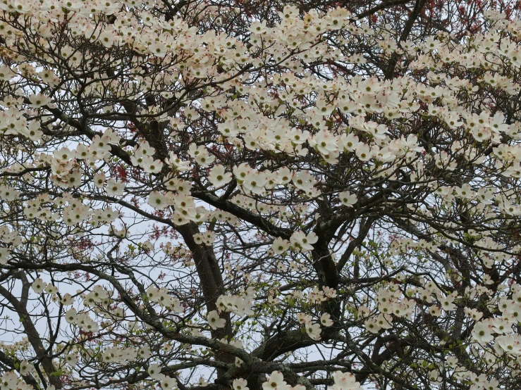 a white flowered tree with nches in the wind