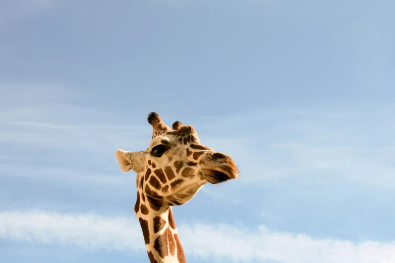 the head of a giraffe looking in the direction of the sky