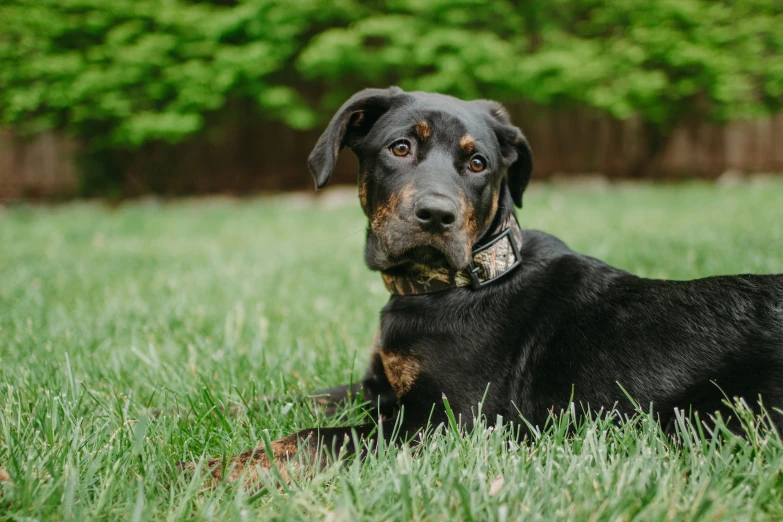 a dog laying on the grass with its face partially hidden