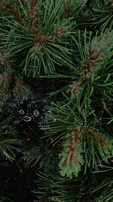 closeup po of pine needles and red needles