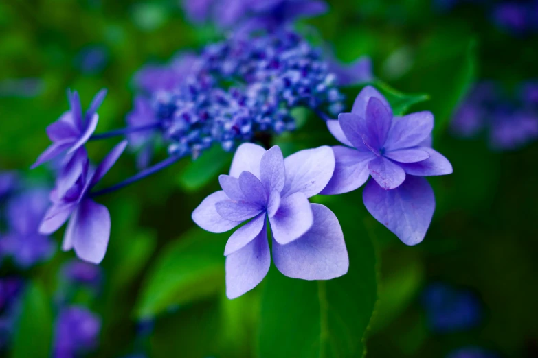 purple flowers blooming on the outside of a green plant