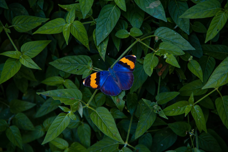 the large erfly is on top of the leaves