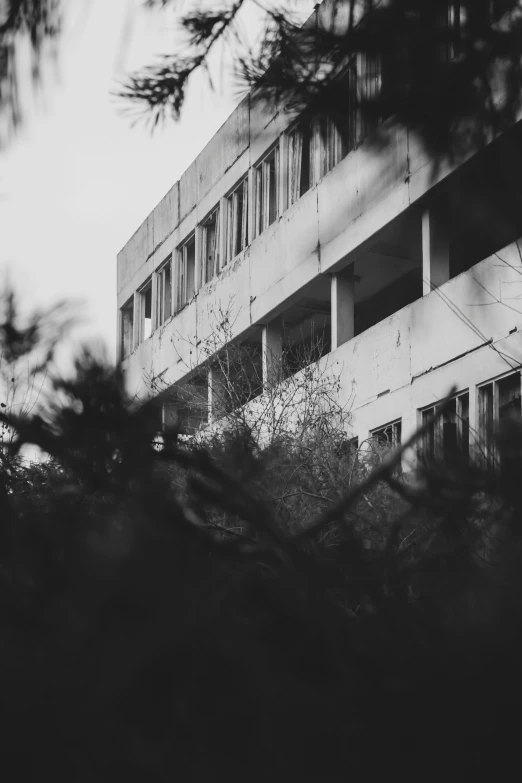 a building seen from the back under a fir tree