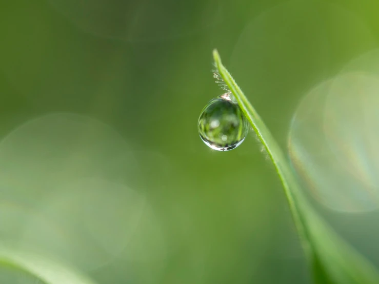 an image of dew droplet hanging from grass