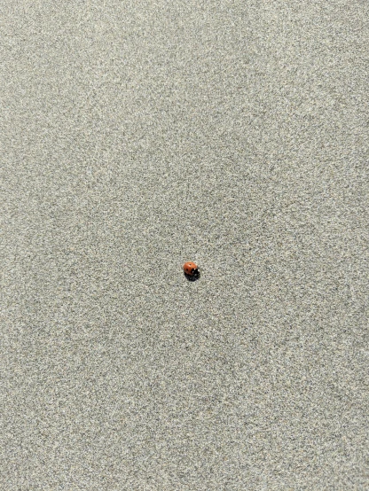 a black and red dot is seen in the sand