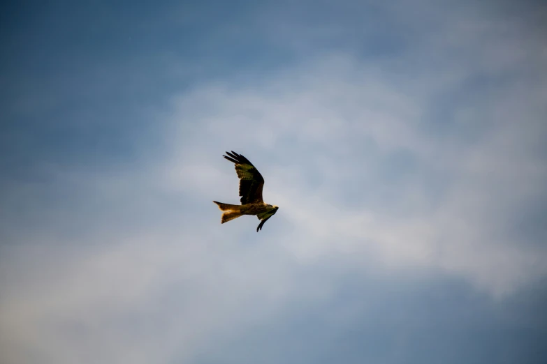 a bird soaring in the air against a blue cloudy sky